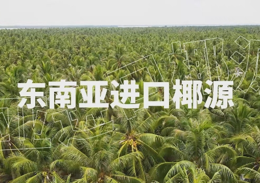 酒饮融合，100%椰子水凭什么成为酒商绝佳拍档？